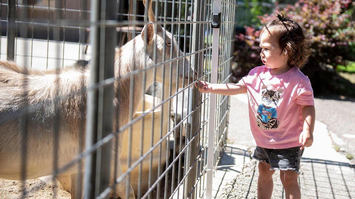 Applegate Zoo’s residents to get more support, following vote by Merced leaders