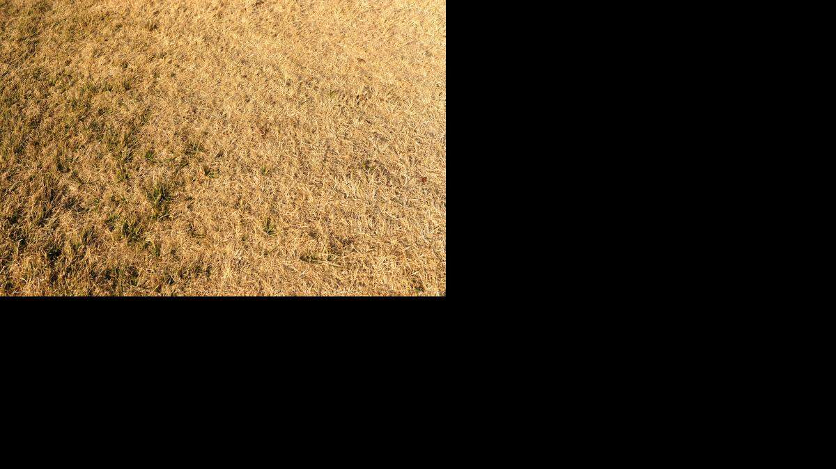 Dry grass is becoming an increasingly common sight.
