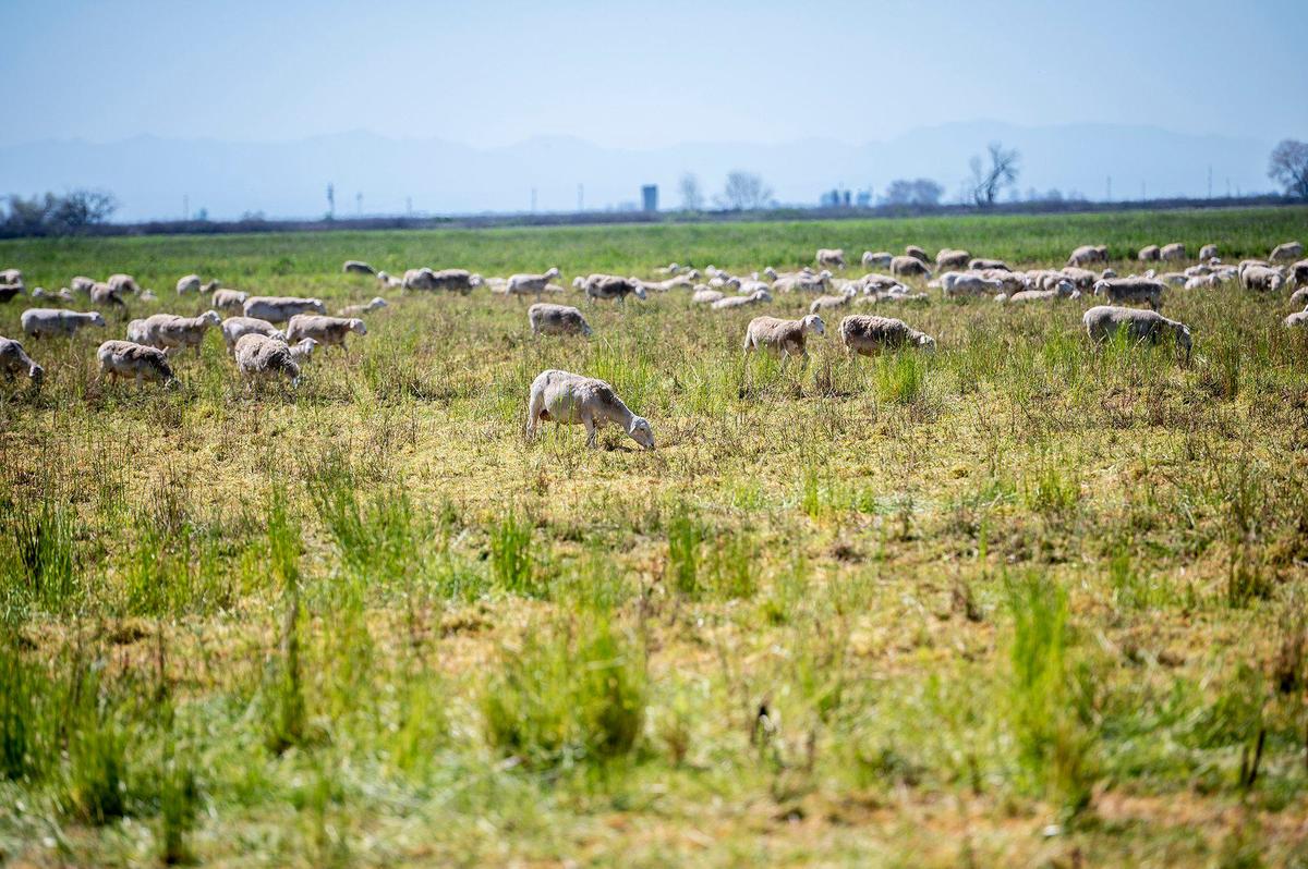 Sheep graze on plant and weed growth in a field at the City of Merced Wastewater Treatment Plant in Merced, Calif., on March 18, 2024. According to Wastewater Treatment Plant Operations Supervisor Charles Slagter, the more than 900 sheep are used as a form of vegetation control allowing the city to avoid the use of costly and harmful herbicides.