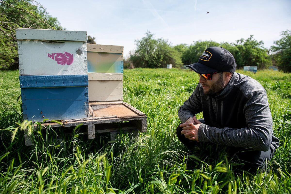 Beekeeper Martin Nordenstrom, 28, watches honey bees enter and exit beehives that have been placed near cherry trees at Riverdance Farms in Livingston, Calif., on Thursday, March 20, 2025. Honey bees play a vital role in crop production for farmers in California’s Central Valley.