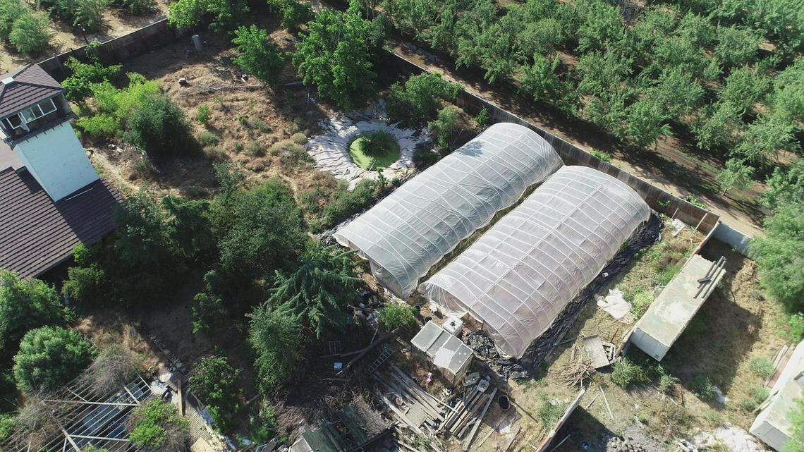 The Merced County Sheriff's Office confiscated about 3,500 plants and more than 150 pounds of processed marijuana during an enforcement operation at this Ballico property Friday, May 18, 2018, in the 8900 block of East Avenue.