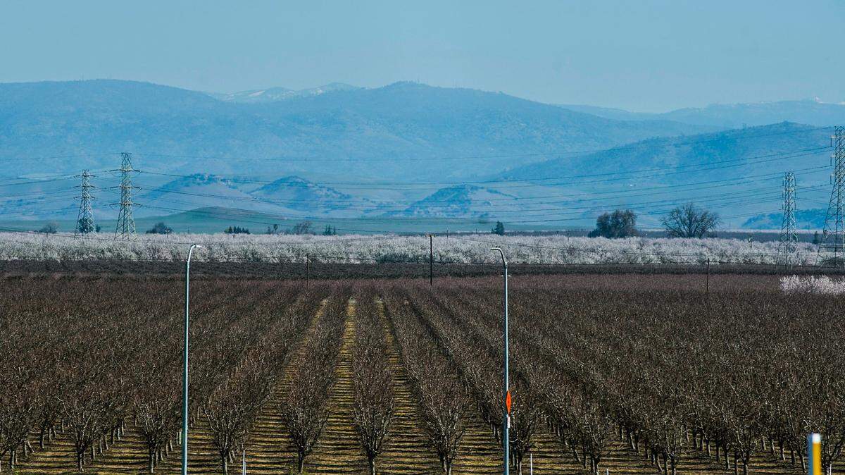 Orchards are viewed from Campus Parkway, looking towards the Sierra Nevada mountains.
