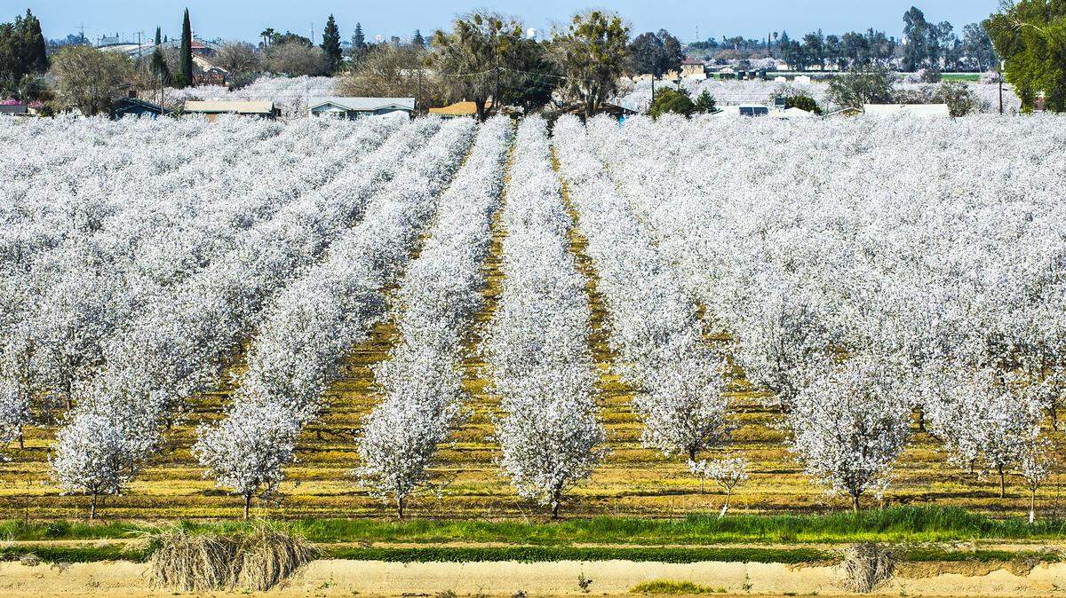Trees and flowers bloom across Merced as spring sets in, on Feb. 26, 2020, in Merced, California.