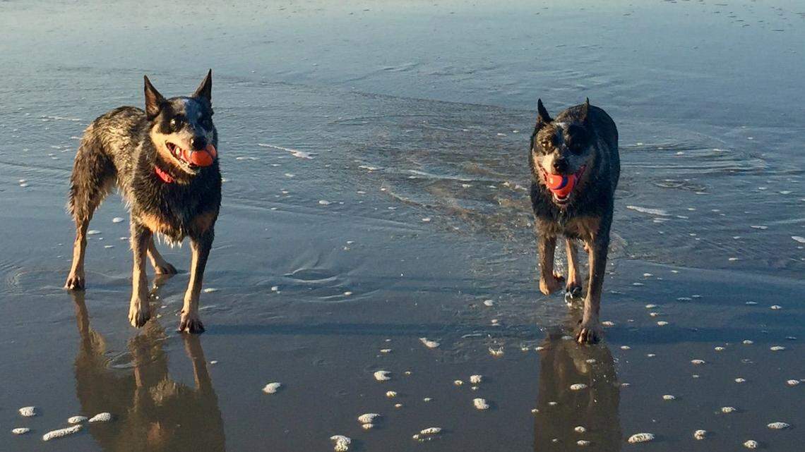 Old Trainer: When should you add a second dog to the household?