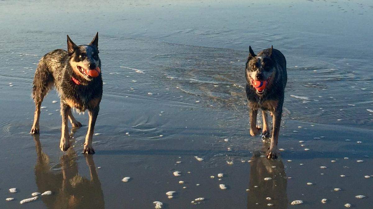 Australian cattle dogs, also called Blue Heelers, are shown at Hilton Head Island.