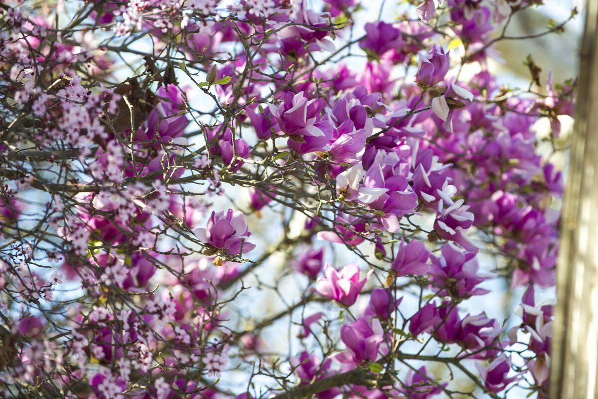 Trees and flowers bloom across Merced as spring sets in, on Feb. 26, 2020, in Merced, California.
