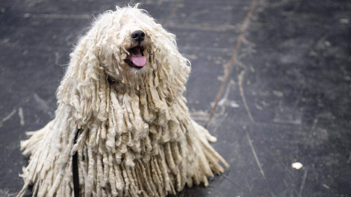 A Hungarian Puli is photographed on the third day of the Crufts Dog Show, at the Birmingham National Exhibition Centre (NEC) in Birmingham, England, Saturday March 7, 2020. (Jacob King/PA via AP)