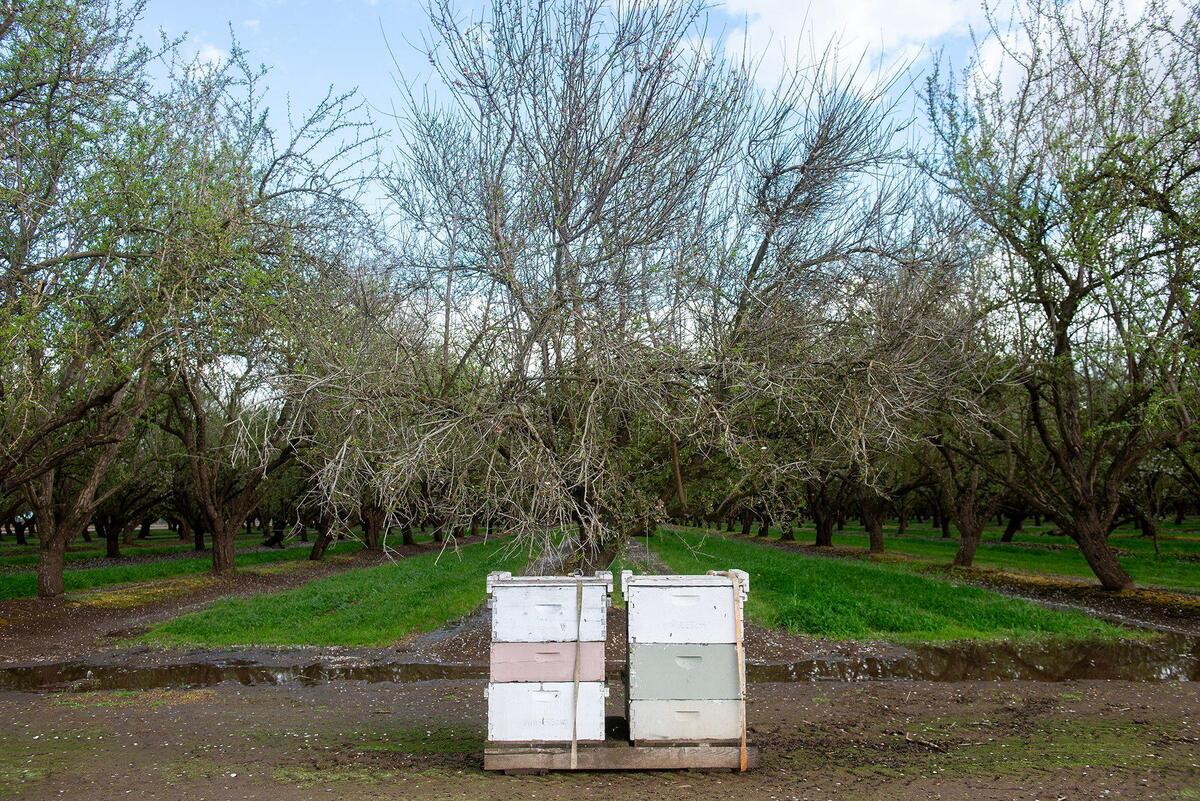 Boxes containing honey bees placed around the perimeter of an almond orchard along North Orchard Drive in Merced County, Calif, on March 6, 2025. Honey bees play a vital role in crop production for farmers in California’s Central Valley.
