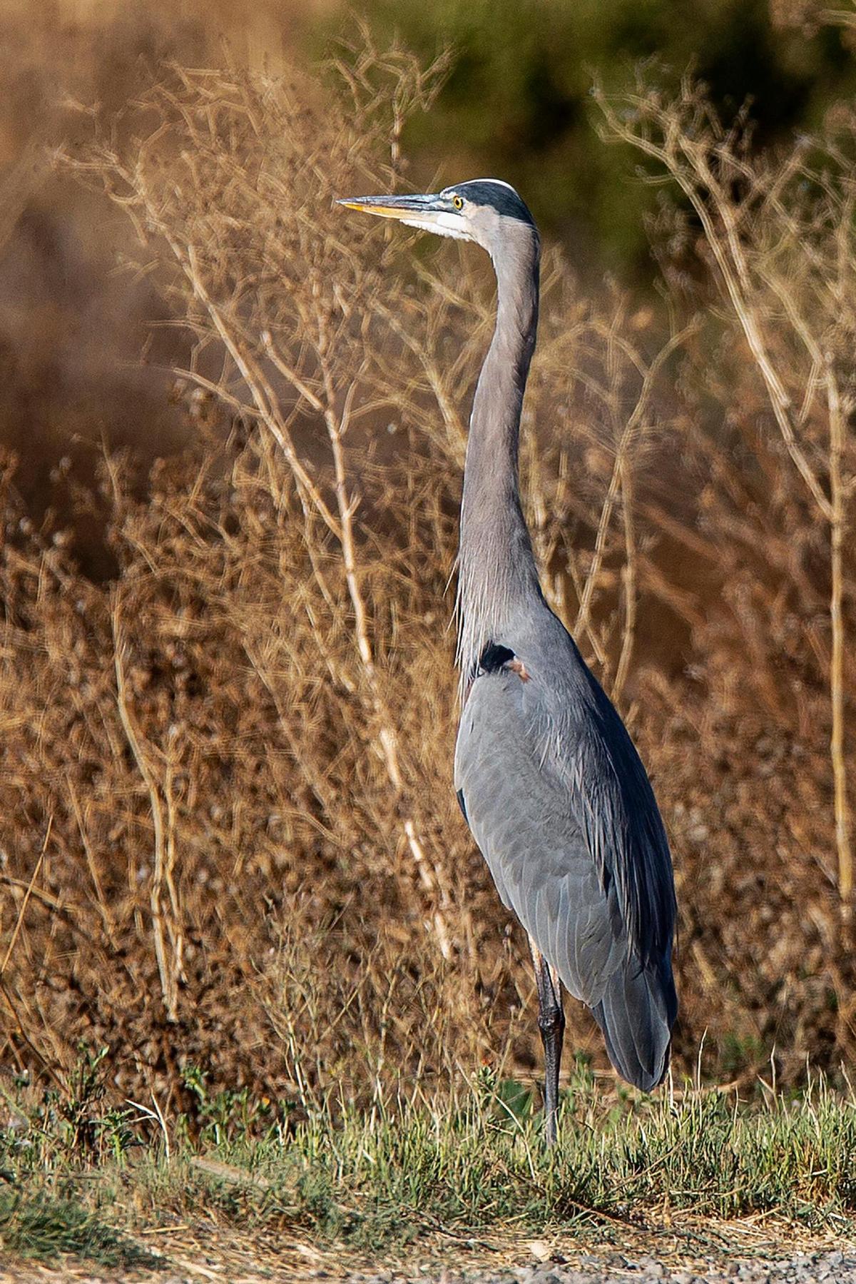 A Great blue heron pauses before taking flight at the San Luis National Wildlife Refuge in Los Banos, Calif., on Sunday, Oct. 20, 2024.