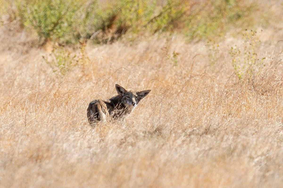A coyote pauses to check its surroundings at the San Luis National Wildlife Refuge in Los Banos, Calif., on Sunday, Oct. 20, 2024.