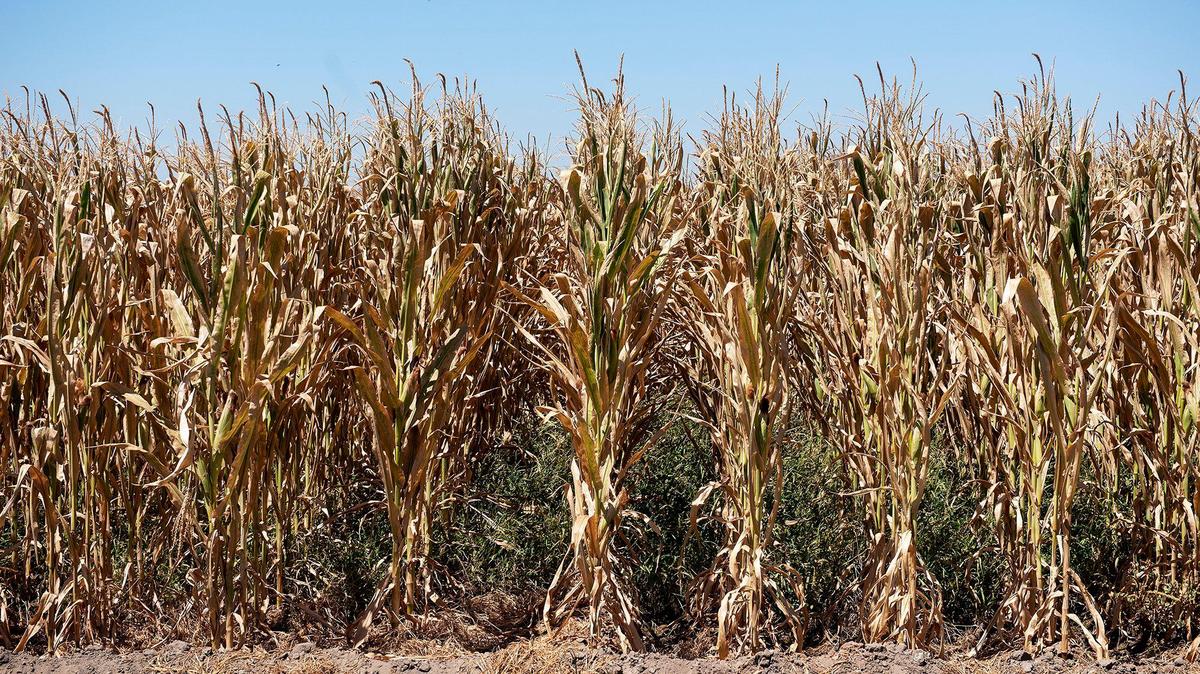 Dry corn stalks on section of farmland off of Highway 59 in Merced County, Calif., on Wednesday, Aug. 4, 2021.