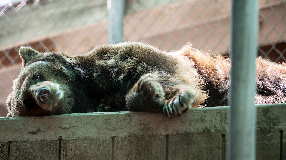 A black bear lies down inside its enclosure at the Applegate Park Zoo in Merced, Calif., on Friday, Aug. 22, 2025. Zookeeper Joshua Moreno said some of the ways zoo staff help to ensure the animals stay cool during the summer months include providing them with frozen produce, ice blocks and pools.