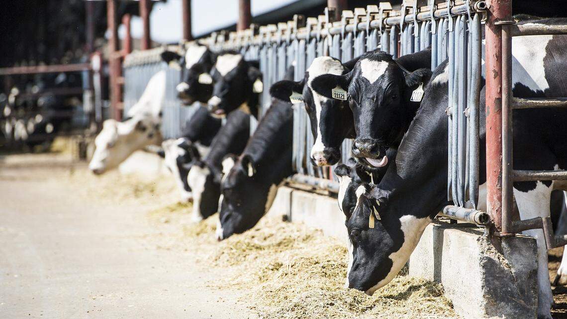 Cows feed on a dairy farm in Merced County, Calif., in this Merced Sun-Star file photo from Aug. 10, 2016.