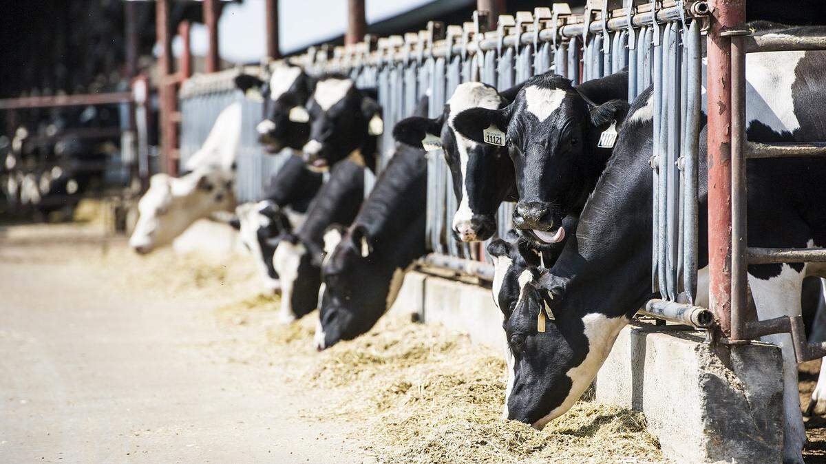Cows feed on a dairy farm in Merced County, Calif., in this Merced Sun-Star file photo from Aug. 10, 2016.