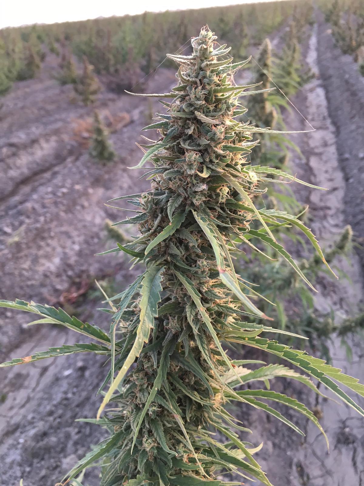 An image from a nearly 200-acre marijuana grow near Dos Palos in Merced County California. Photo courtesy of the Merced County Sheriff’s Department.