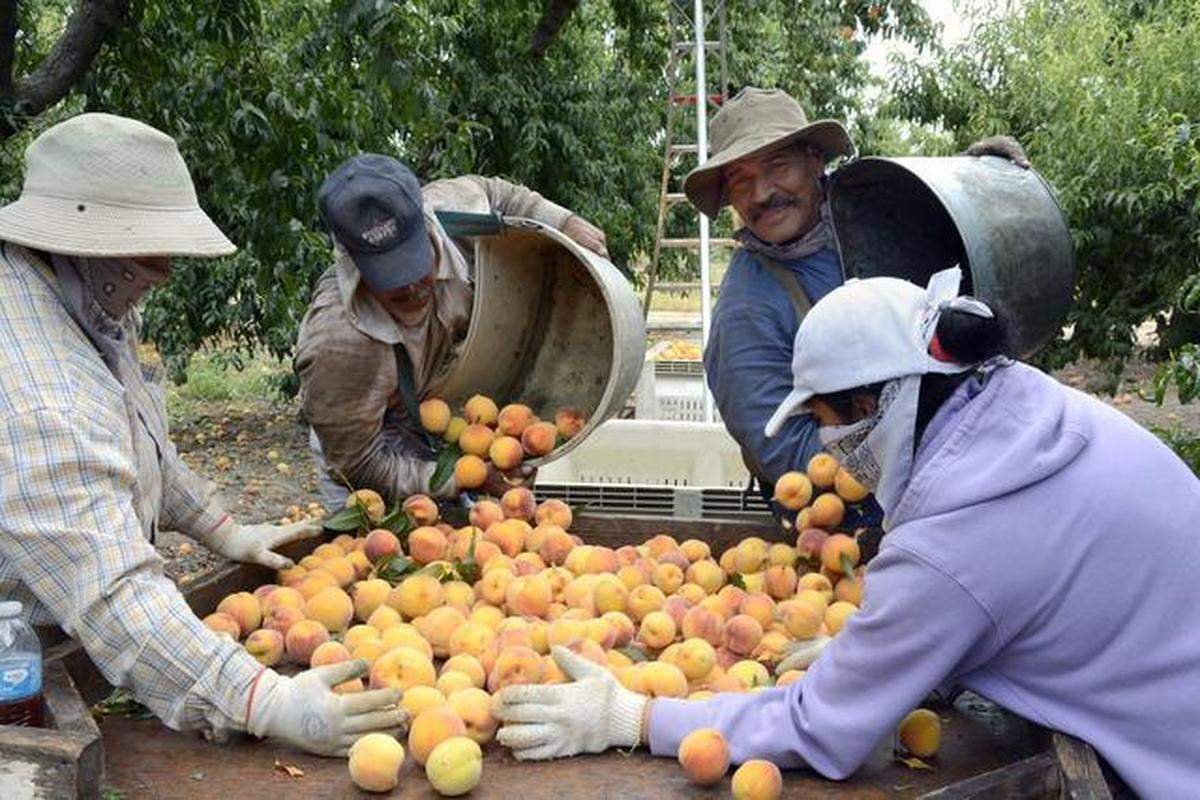 JBL Peaches Weather 2