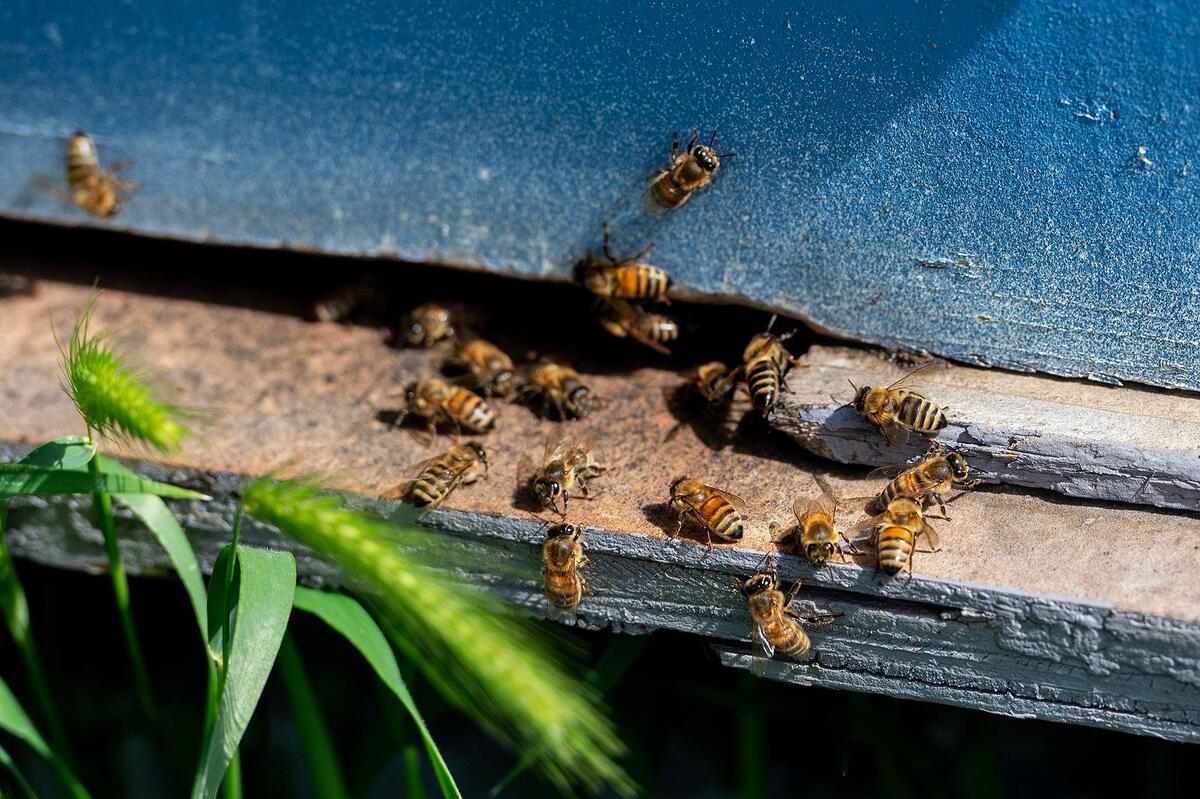 Honey bees enter and exit a hive at Riverdance Farms in Livingston, Calif., on Thursday, March 20, 2025. The bees play a vital role in crop production for farmers in California’s Central Valley.