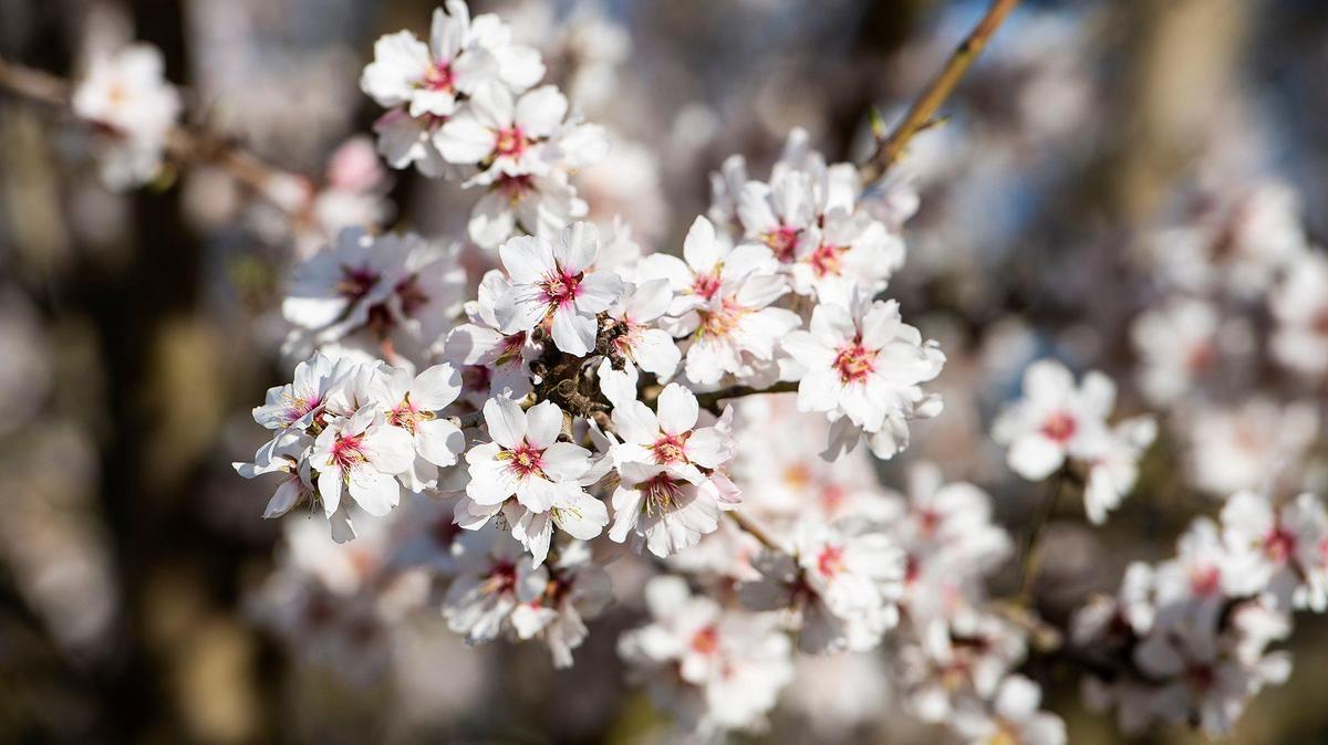 Almond blossoms are seen on an almond tree in an orchard off of North Orchard Drive in Merced County, Calif., on Wednesday, Feb. 24, 2021.