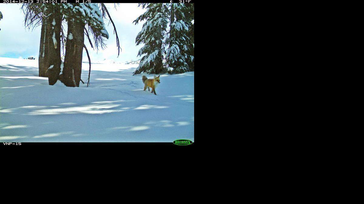
Sierra Nevada red fox photo taken by motion-sensitive camera in Yosemite.
