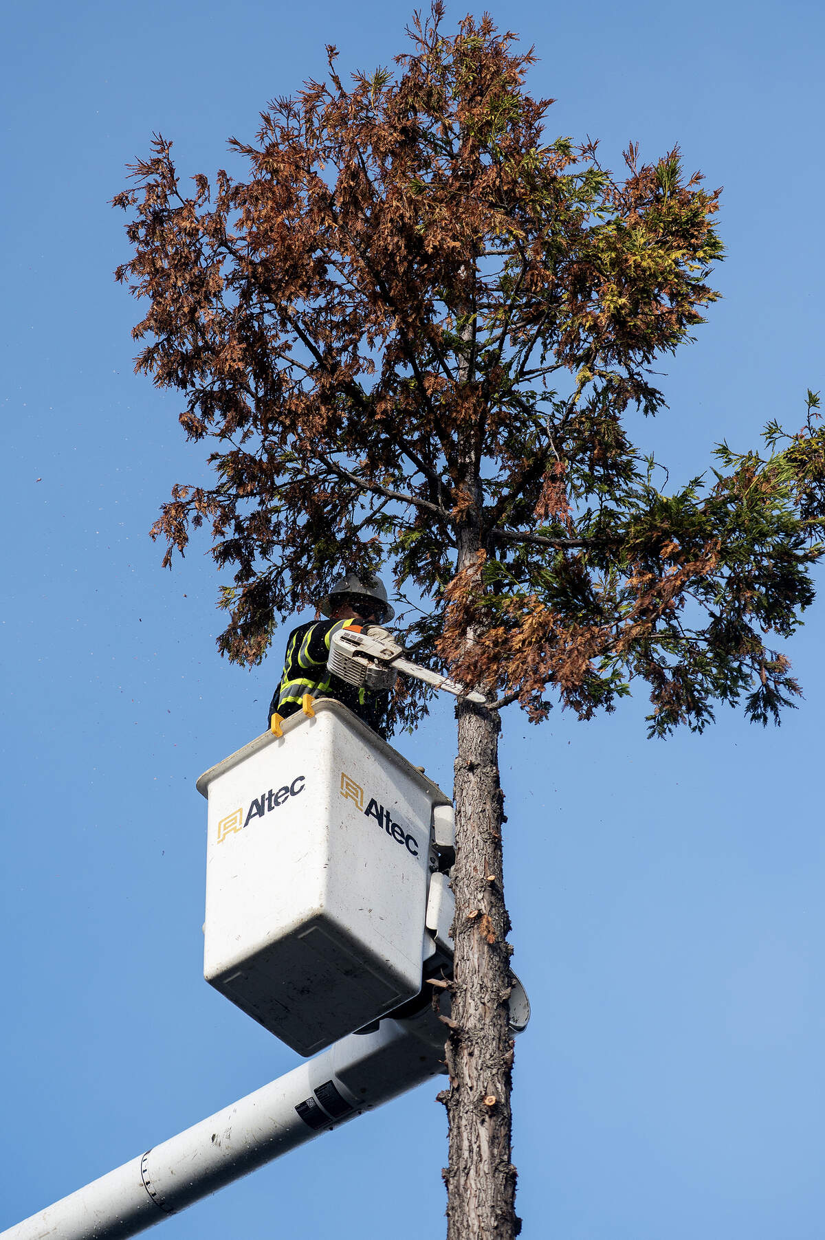 City of Merced Public Works employee Valente Torres cuts limbs from a tree that was selected to be removed from the median along West Olive Avenue in Merced, Calif., on Thursday, Nov. 6, 2025