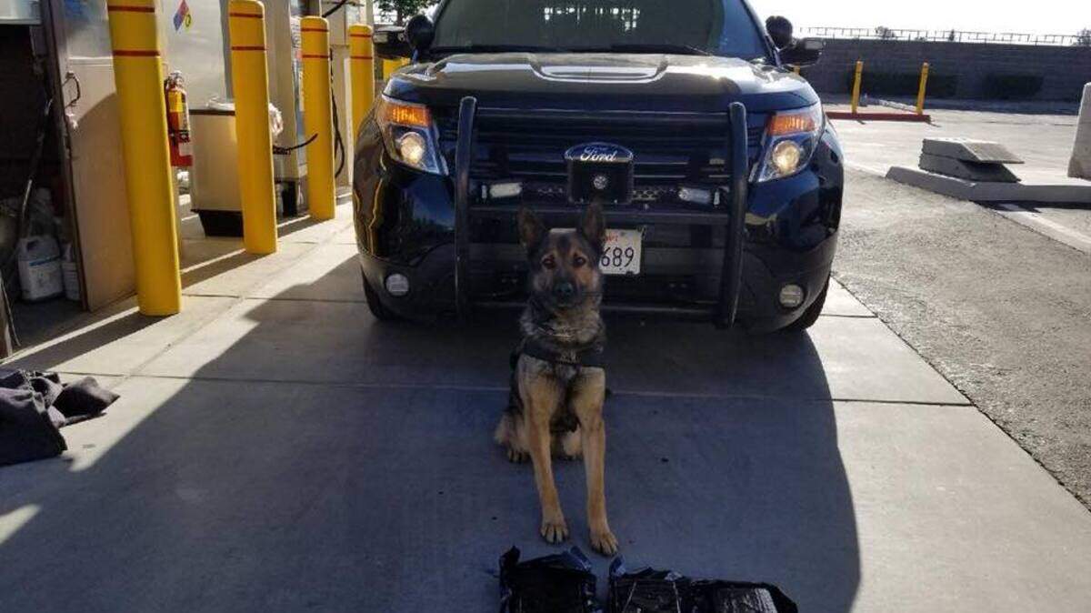 California Highway Patrol K-9 Officer Beny poses with 3 kilograms, or 6.6 pounds, of cocaine he found in a car on Tuesday, June 5, 2018, officers said.