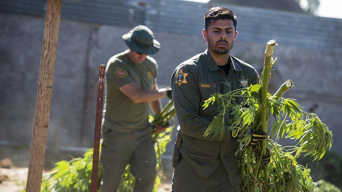 Merced County Sheriff's Deputies Satveer Sohal, front, and Chris Chilton, rear, remove marijuana plants from a residence in the 18000 block of Highway 140 in Stevinson, Calif., on Friday, June 30, 2017. According to Merced County Sheriff's Sgt. Ray Framstad, the property contained about 200 marijuana plants as well as a drying room.