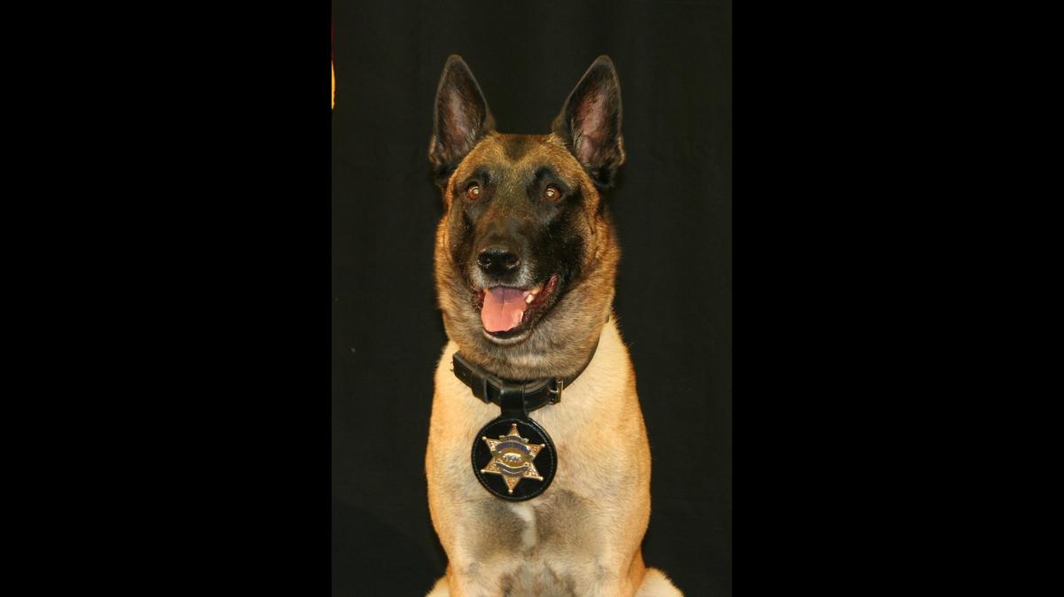 The Merced County Sheriff’s Office announced Tuesday that Tyson, a retired Deputy K-9, has died. Tyson, a Belgian Malinois, joined the law enforcement agency in 2011 and partnered with Deputy Adam Deniz until the K-9’s retirement in 2016, according to the Sheriff’s Office. Image courtesy of Merced County Sheriff’s Office.