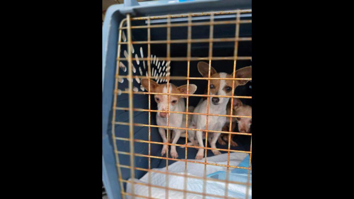 A Merced animal rescue is celebrating the shipment of 132 cats and dogs to new homes in Washington and Montana on Tuesday.
