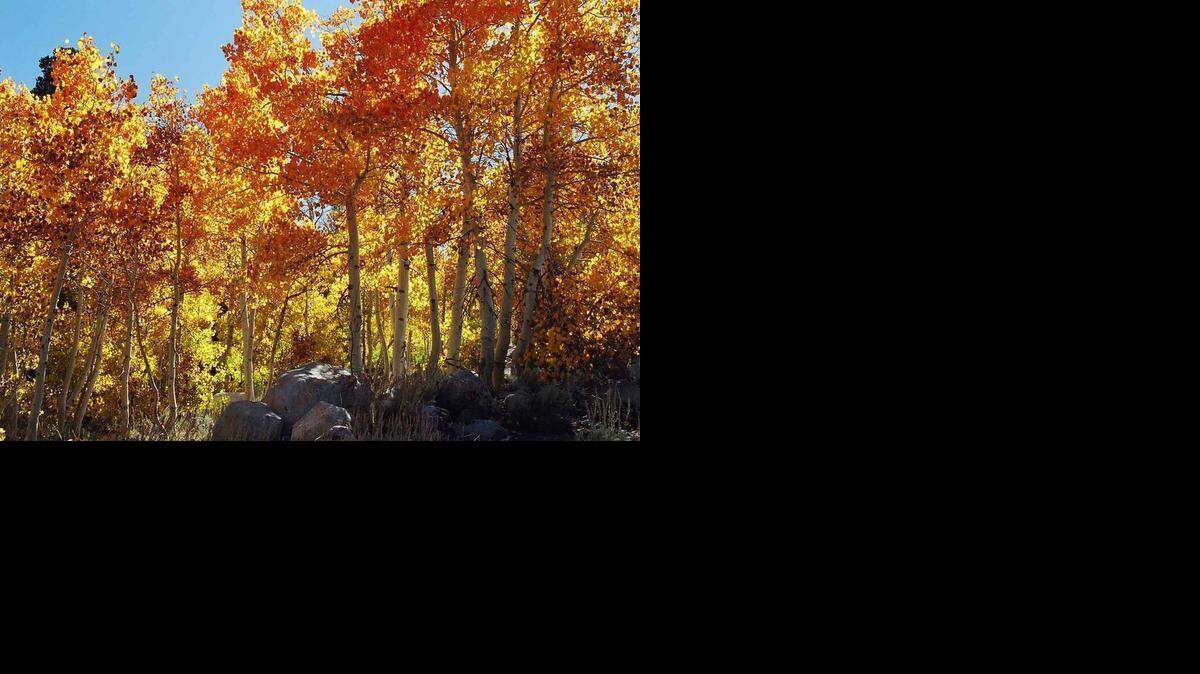 A view of the Virgina Lake Aspens.
