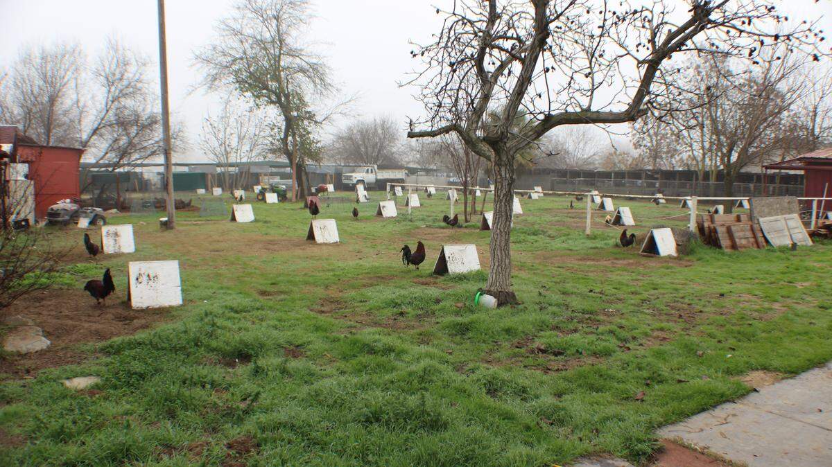 A house in the 7700 block of Sycamore Street in Delhi has 120 roosters which were believed to be used in illegal cock fights on Wednesday, Jan. 24. 2018, according to the Merced County Sheriff's Office.