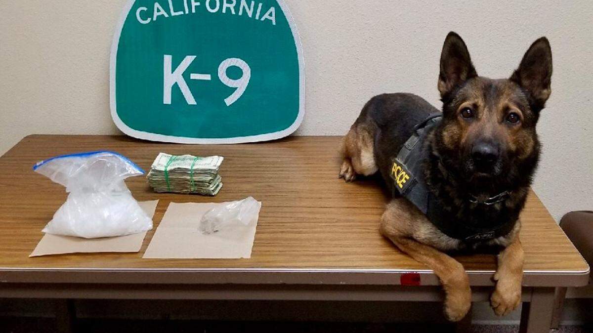 California Highway Patrol K-9 Officer Beny poses near $25,000 in cash, 2 pounds of crystal meth and a quarter-pound of heroin he found Thursday, Aug. 2, 2018, CHP said.