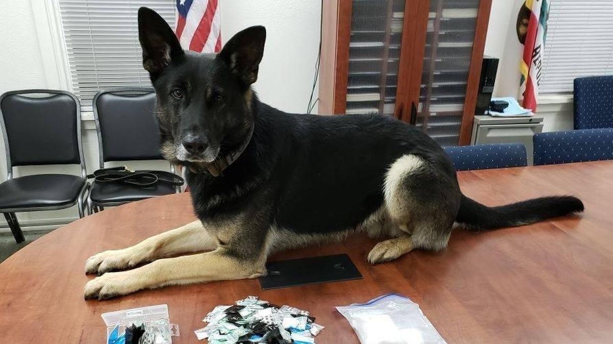 Los Banos Police said one man was arrested after K-9 Maverick alerted to drugs during a traffic stop. Photo courtesy of the Los Banos Police Department.