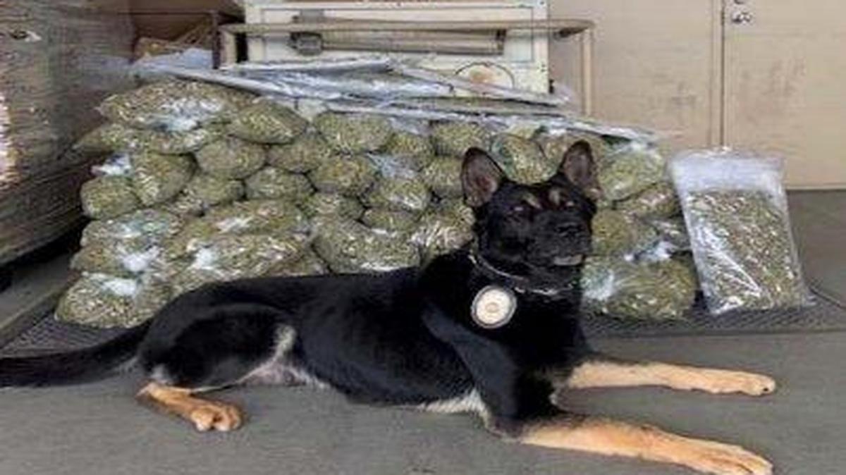 The Merced Police Department said it located about 200 illegal marijuana plants and about 77 pound of dried and processed marijuana while searching a Merced home on Thursday. Screengrab from Merced Police Department news release.