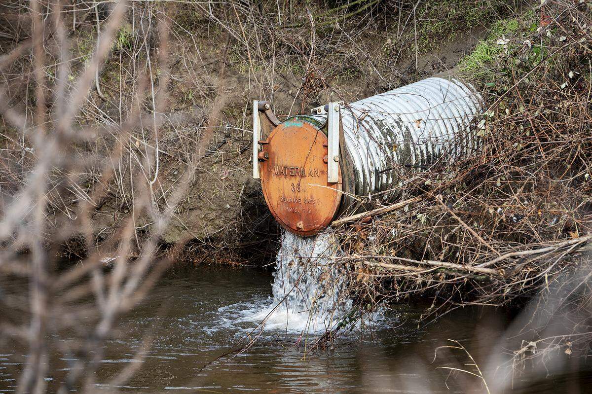 Water flows from a drainage gate into Bear Creek in Merced, Calif., on Wednesday, Jan. 4, 2023.