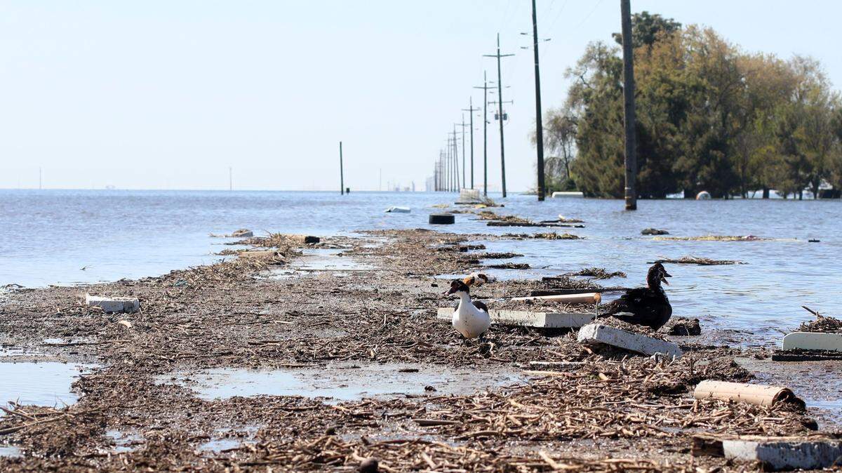 Two ducks walk on southbound 6th Avenue as it disappears beneath the widespread flooding seen about 1 mile south of Quebec Avenue south of Corcoran where flooding resurrected the old Tulare Lake.