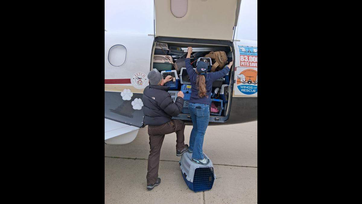 A Merced animal rescue is celebrating the shipment of 132 cats and dogs to new homes in Washington and Montana on Tuesday.