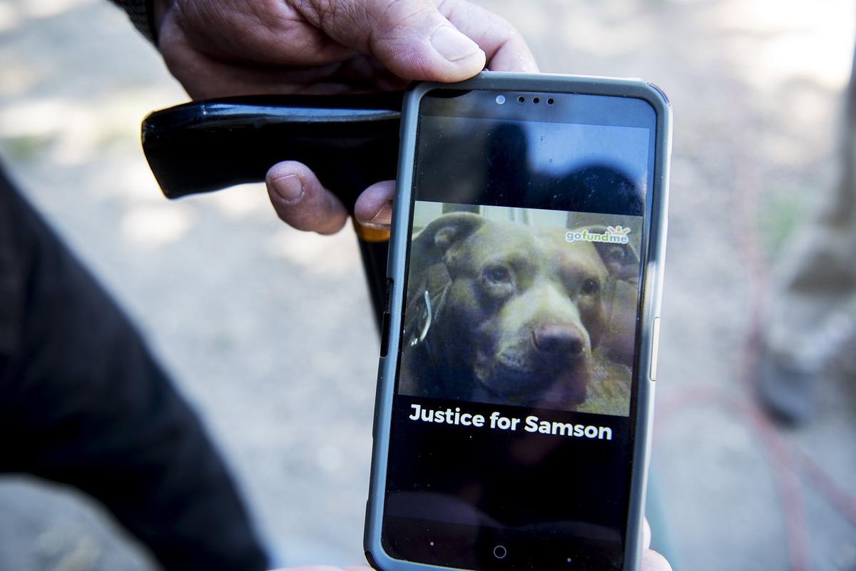 Dos Palos resident George Aguaristi, 61, shows a photo of his dog Samson at his home in Dos Palos, Calif., on Thursday, June 21, 2018. According to Aguaristi, on May 30, 2018, he awoke to a neighbor knocking on his window informing him that law enforcement officers had been on his property. After not being able to find his dog Samson, Aguaristi said he called a phone number on a card that was left on his front door. According to Aguaristi, the number belonged to a district attorney who explained to him that a law enforcement officer had killed his dog Samson after it became aggressive with officers and the dog had been removed from the premises.