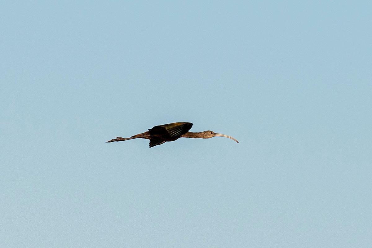 A White-faced ibis soars over the San Luis National Wildlife Refuge in Los Banos, Calif., on Sunday, Oct. 20, 2024.