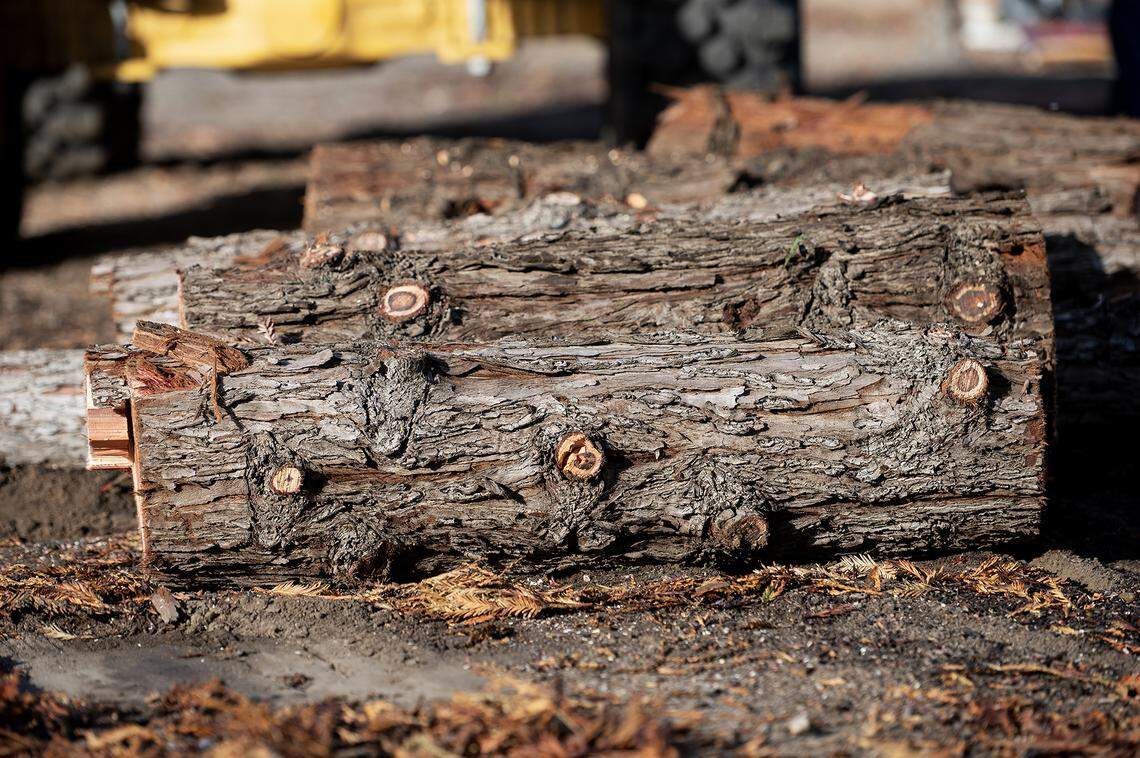Sections of a tree which was removed from the median along West Olive Avenue by City of Merced Public Works Trees Division employees in Merced, Calif., on Thursday, Nov. 6, 2025. 