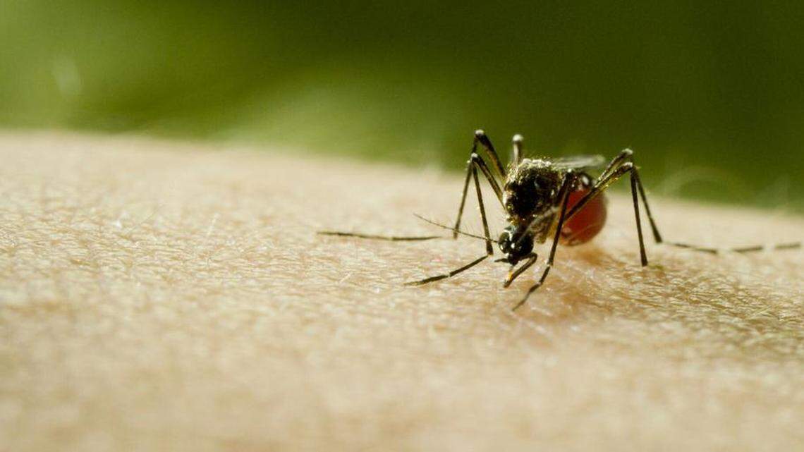 New mosquito found in Merced County likes to live around people