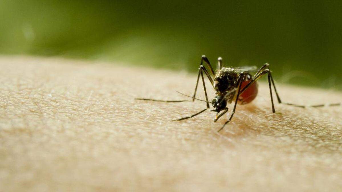 A still from "Mosquito" shows an aedes aegypti, an insect capable of carrying multiple diseases.