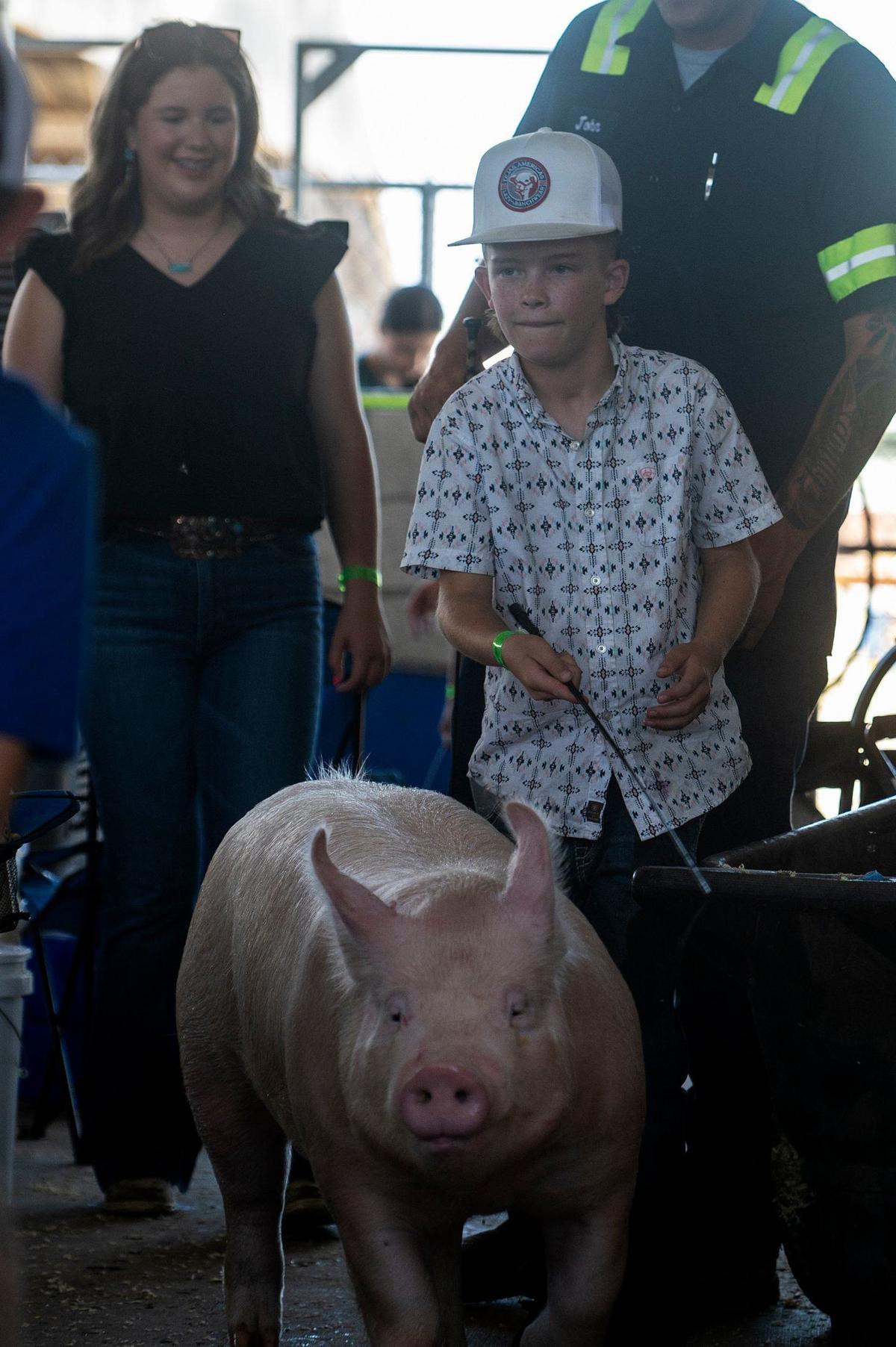 Merced River 4H member Kason Pereira, 11, guides a pig to a pen at the Merced County Fair in Merced, Calif., on Thursday, June 6, 2024.