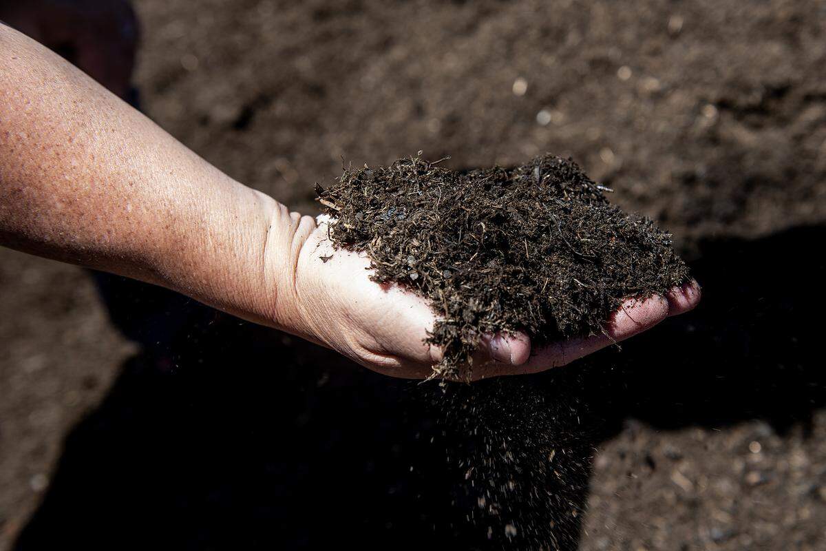 Merced County Regional Waste Authority Diversion Program Manager Kyle Loreto, holds compost from ground green waste material, at the Highway 59 Landfill in Merced County, Calif., on Thursday Aug. 7, 2025. 