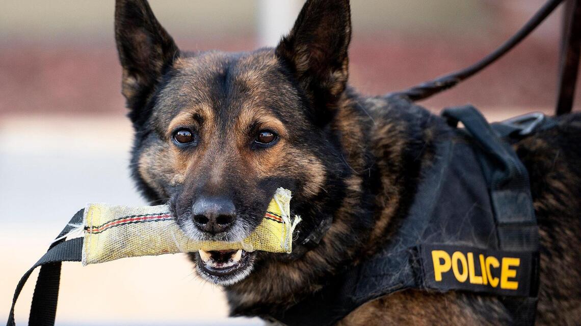 Merced CHP K-9 recognized with special award for service | Merced Sun-Star