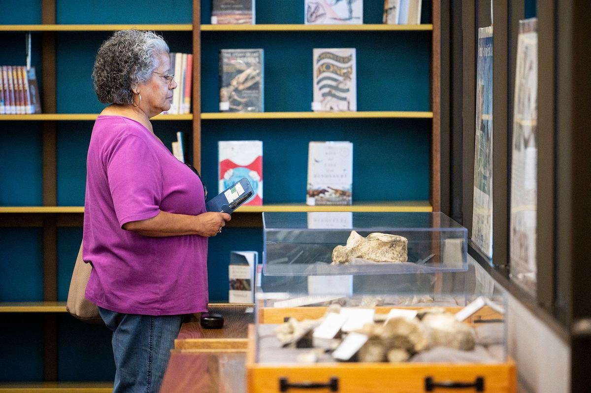 Mona Carrasco, 68, of Merced, looks at a fossil display in the Merced County Library in Merced, Calif. on Wednesday, Sept. 11, 2024. According to Merced County Librarian Amy Taylor, the fossils are roughly 12,000 years old and were discovered during construction of the Plainsburg-Arboleda project along Highway 99 in Merced County.