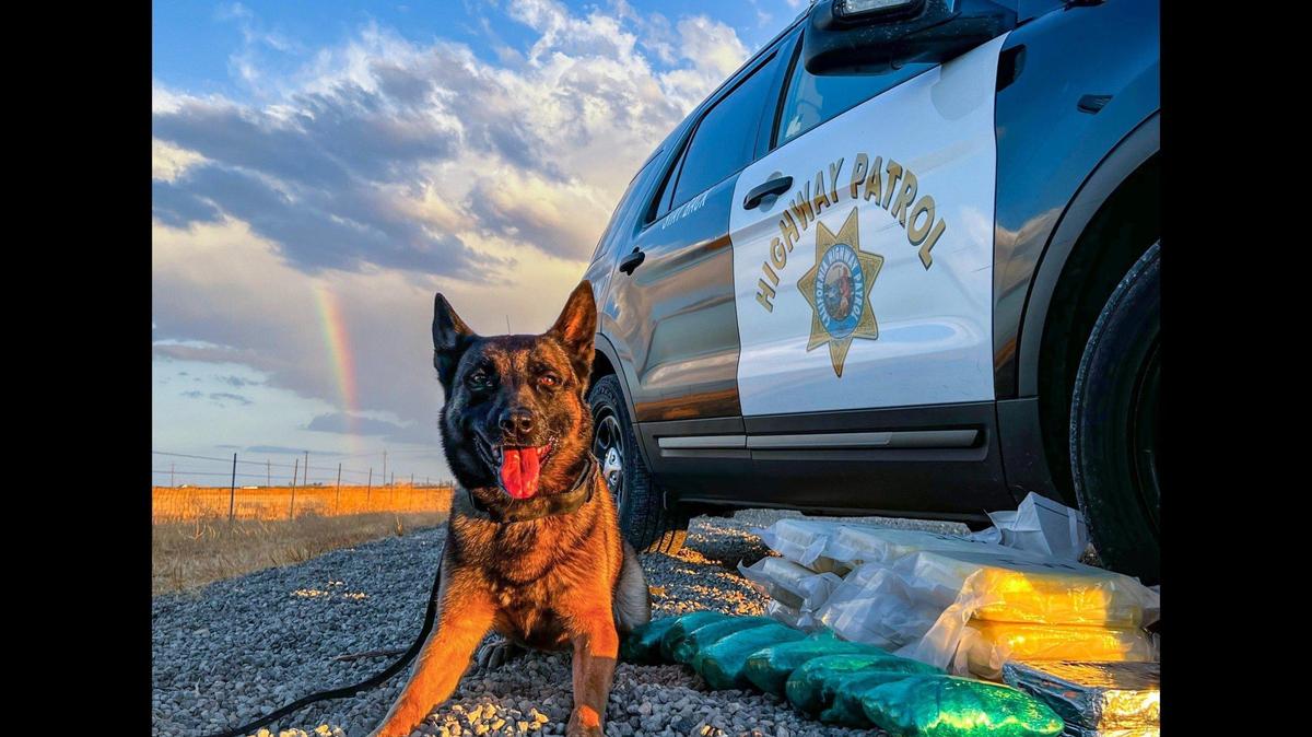 A San Bernardino County man was arrested during a traffic stop along Interstate 5 in Merced County on Tuesday, after a California Highway Patrol officer and K-9 “Bruce” located suspected narcotics inside the vehicle, according to the CHP. Image courtesy of California Highway Patrol.