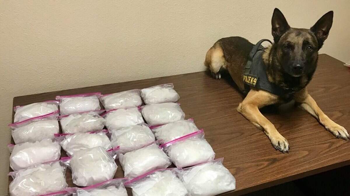 K-9 Officer Bruce poses near the 20 pounds of methamphetamine he recently helped California Highway Patrol officers in Los Banos find, CHP said on Saturday, July 28, 2018.