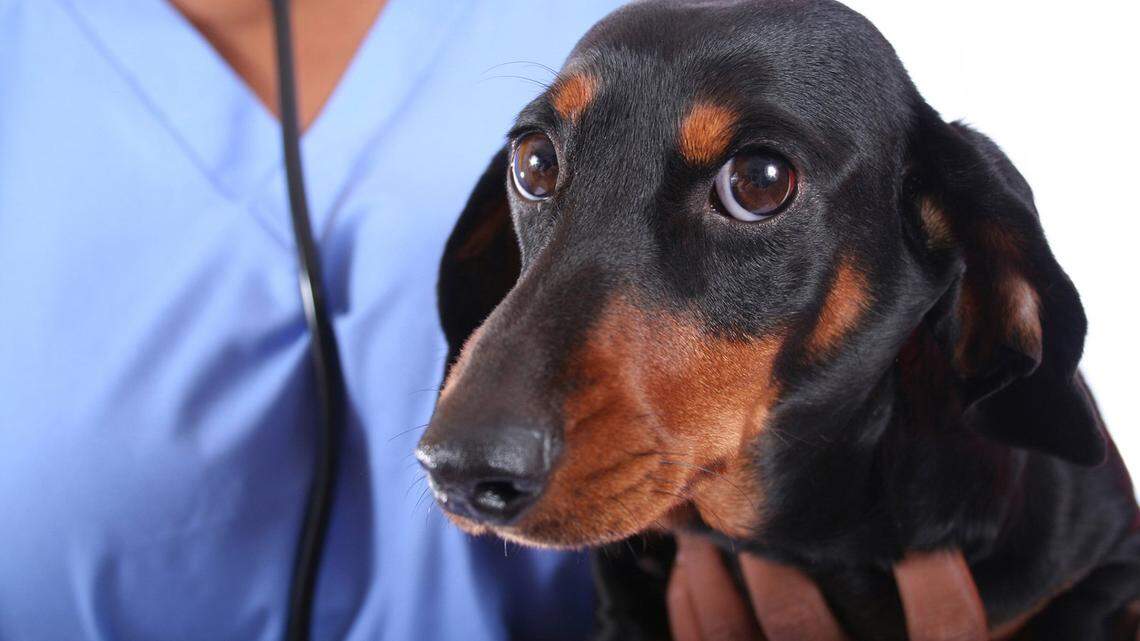 McFadden: The ‘contact sport’ of veterinary medicine in the age of COVID-19