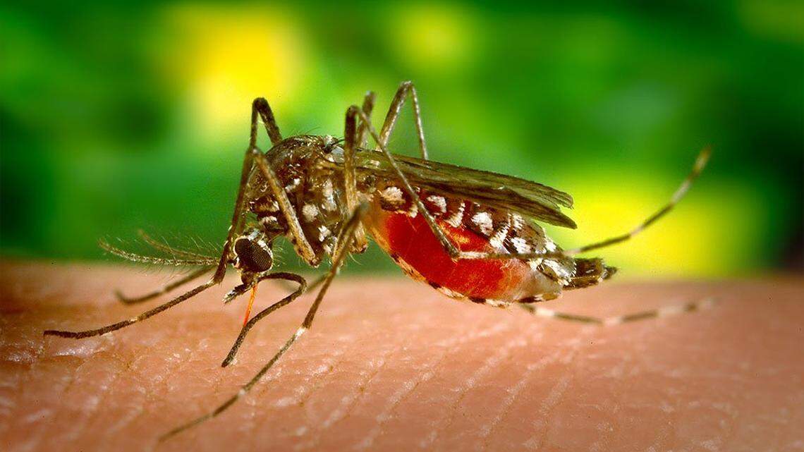 An ‘Aedes aegypti’ mosquito, like the one in this Centers for Disease Control and Prevention photo, carries the dengue virus. The Miami-Dade health department confirmed on Monday, July 18, 2022, the first locally transmitted case of dengue.