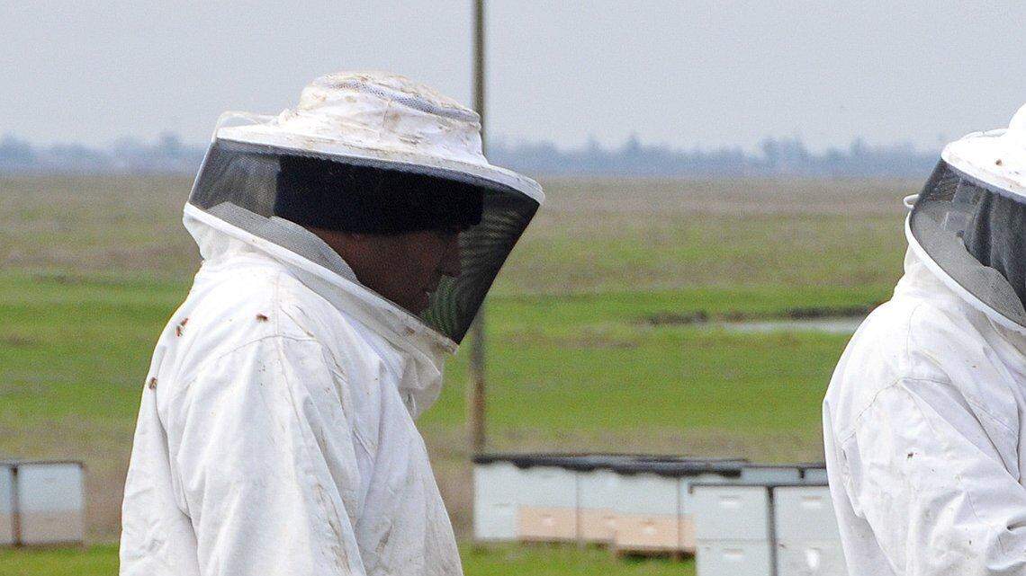 Plenty of sweet news for California's honey business